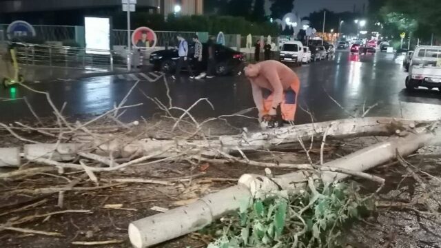 Toshkentda kuzatilgan noqulay ob-havo oqibatida daraxtlar qulash holatlari qayd etildi