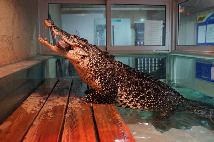 Moskva sudi nafaqaxo‘r ayolga xonadondan krokodil, ilon va tulkini olib chiqib ketish majburiyatini yukladi